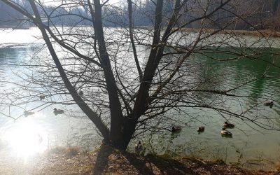 Maksimir, 2. veljače