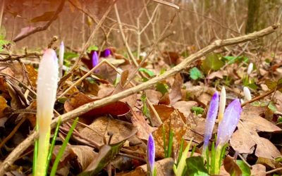 Maksimir, 16. veljače