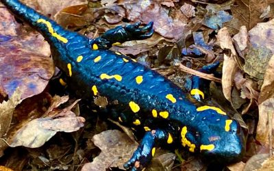 Maksimir, 26. siječnja