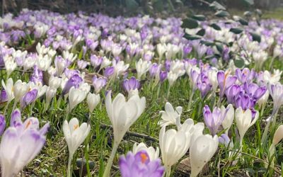 Maksimir, 2. ožujka